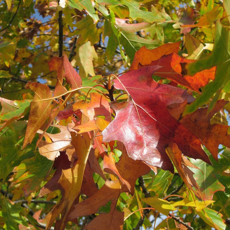 Northern Red Oak Tree 2-3' Quercus rubra Fast Growing Bristle-tipped Leaves Red Fall Color