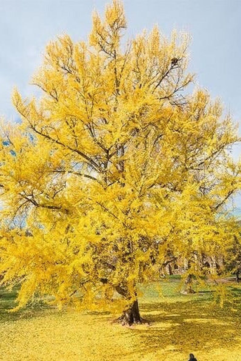 Ginkgo Biloba Plant in Quart Pot - Hardy Ginkgo Tree (Ginkgo biloba) for USDA Zones 4-9, Ideal for Landscaping and Gardens