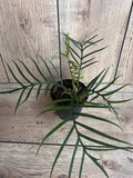 Philodendron Tortum 4" Pot - Rare Climbing Plant with Deep-Cut Leaves (Philodendron Tortum)