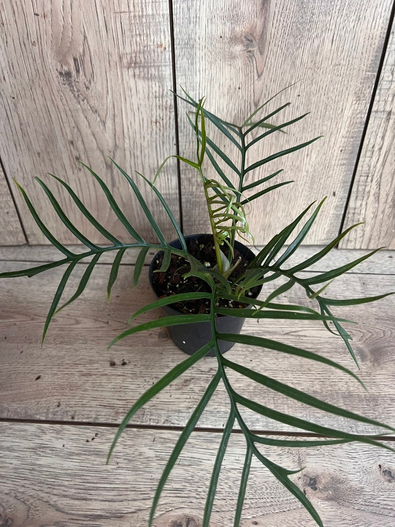 Philodendron Tortum 4" Pot - Rare Climbing Plant with Deep-Cut Leaves (Philodendron Tortum)