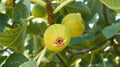 Fig Plant - 4" Pot - Fig 'Marseilles' (Ficus carica) - Ideal for Zones 6-9, Full Sun, Moraceae Family