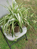 Small Spider Vittatum Plant with Free Cutting - Easy Care Houseplant (Chlorophytum) - Perfect for Indoor Gardening