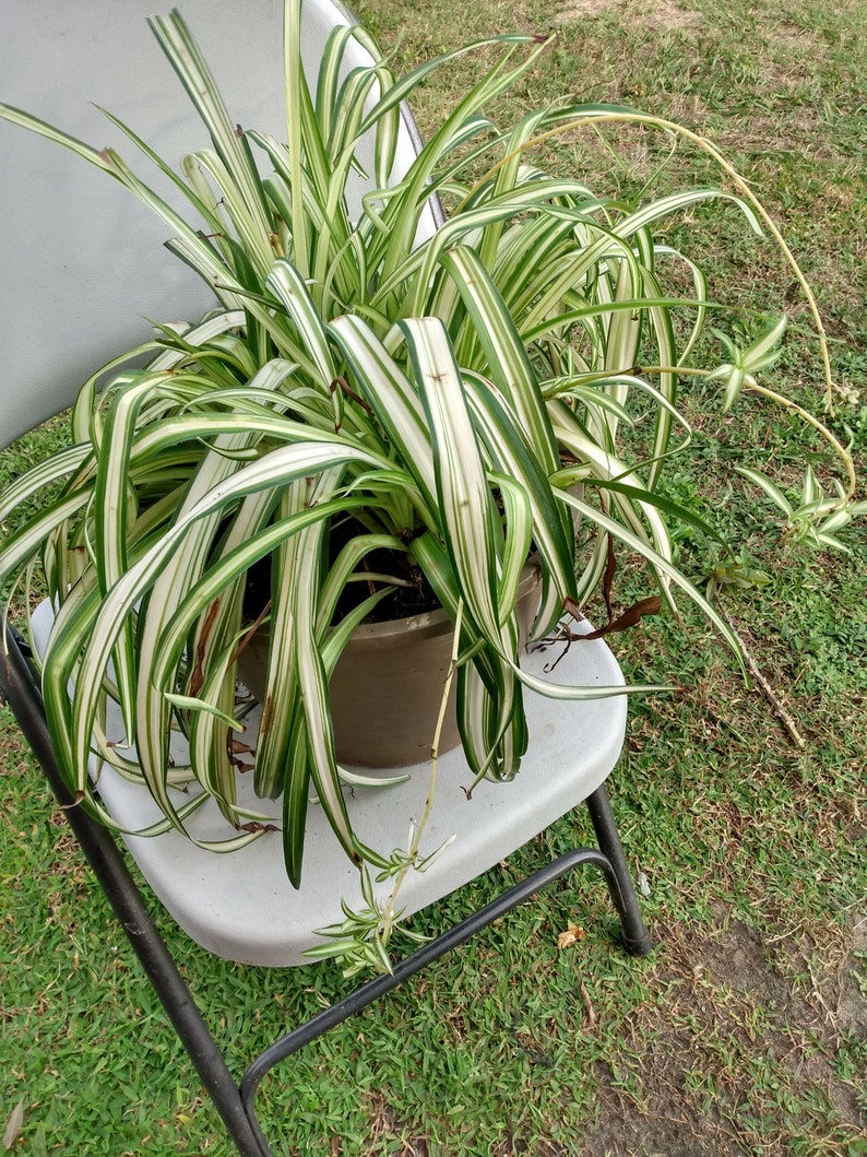 Small Spider Vittatum Plant with Free Cutting - Easy Care Houseplant (Chlorophytum) - Perfect for Indoor Gardening