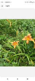 Day Lily Bare Roots (100) Orange & Jumbo Lilac Plants (2) Purple - Hemerocallis spp. & Syringa vulgaris