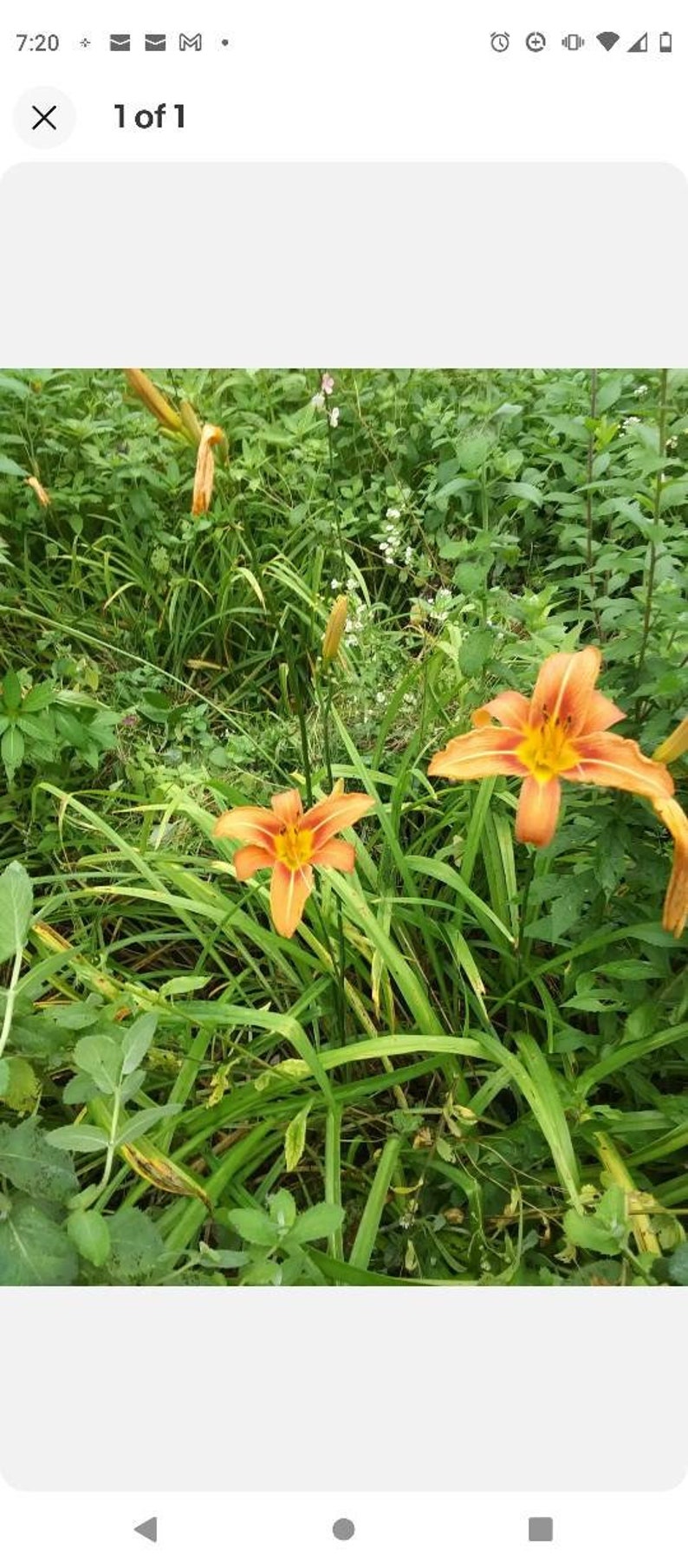 Day Lily Bare Roots (25) Orange - Hemerocallis Species - Easy to Plant Bulbs for Vibrant Summer Blooms