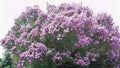 100 Bare Root Lilac Bushes - Purple & White Varieties - Fragrant Perennial Flowers - Syringa spp.
