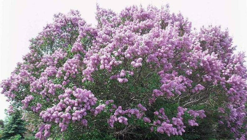 Bare Root Lilac Bushes - 25 Fragrant Purple & White Perennials - Syringa vulgaris - Ideal for Hot Weather
