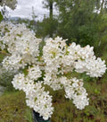 Bare Root Lilac Bushes - 5 White Fragrant Starts - Syringa vulgaris - Planting Instructions Included