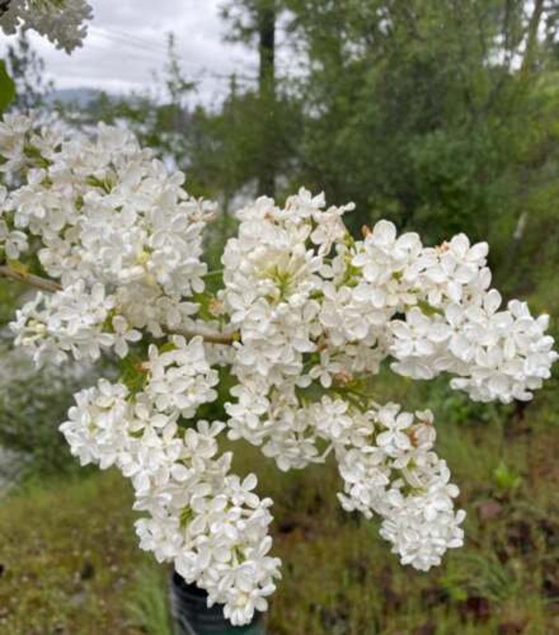 Bare Root Lilac Bushes - 5 White Fragrant Starts - Syringa vulgaris - Planting Instructions Included