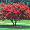 Red Crape Myrtle Quart Pot Plant - Lagerstroemia indica - Vibrant Red Flowers - USDA Zone 6-9 - Bare Root Shipping October to May