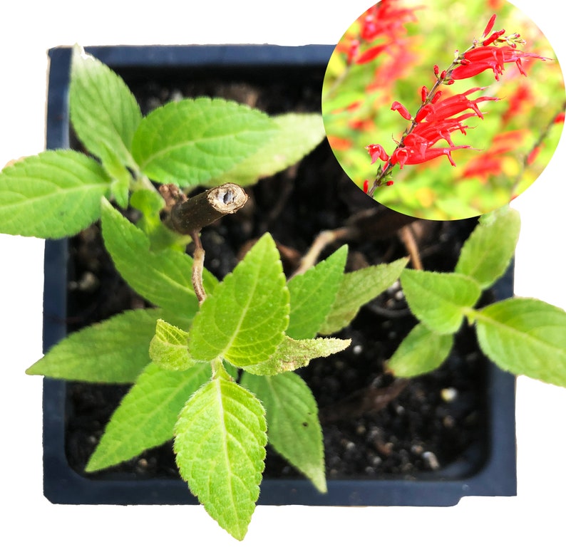 Organic Pineapple Sage Plant in 2.5-Inch Pot - Attracts Butterflies and Hummingbirds - Salvia elegans by Smoke Camp Crafts