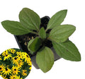 Organic Black-eyed Susan Plant in 2.5-inch Pot - Rudbeckia hirta - Native Pollinator Flower - Deer Resistant, Hardy Perennial