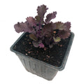 Organic Scarlet Kale Plant in 2.5-Inch Pot - Brassica oleracea var. acephala - Heirloom Winter Greens for Garden Transplanting