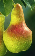 European Pear Tree - 2-3 Ft Sweet Juicy Delight, Ornamental Fruit, Pyrus communis - Ideal for Zones 3-10, Fast Shipping