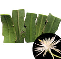 Organic Queen of the Night Cuttings - 5 Cuttings 2-3" - Epiphyllum oxypetalum - Smoke Camp Crafts