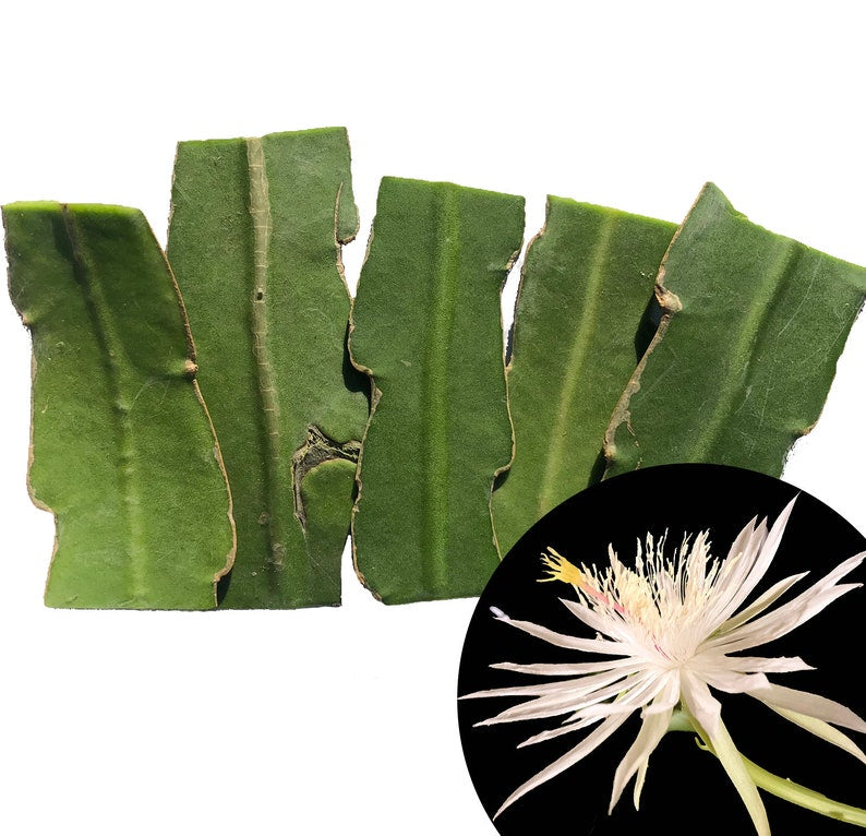 Organic Queen of the Night Cuttings - 5 Cuttings 2-3" - Epiphyllum oxypetalum - Smoke Camp Crafts