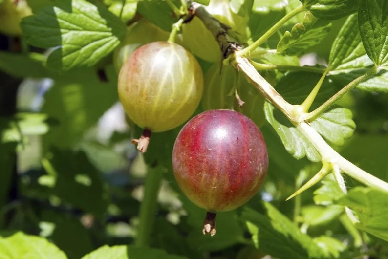 Gooseberry Plant - 1 Quart - 'Captivator' Variety - Ribes uva-crispa - Ideal for Zones 4-6 - Full Sun to Part Shade