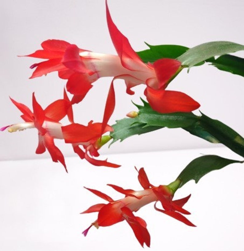 Thanksgiving Cactus Cuttings - 3 Unrooted Red & White Segments - Schlumbergera Truncata - Flowering Houseplant Clippings
