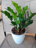 Raven ZZ Plant - Small Rooted Plant + Free Cutting - Zamioculcas zamiifolia, Low Maintenance Indoor Plant