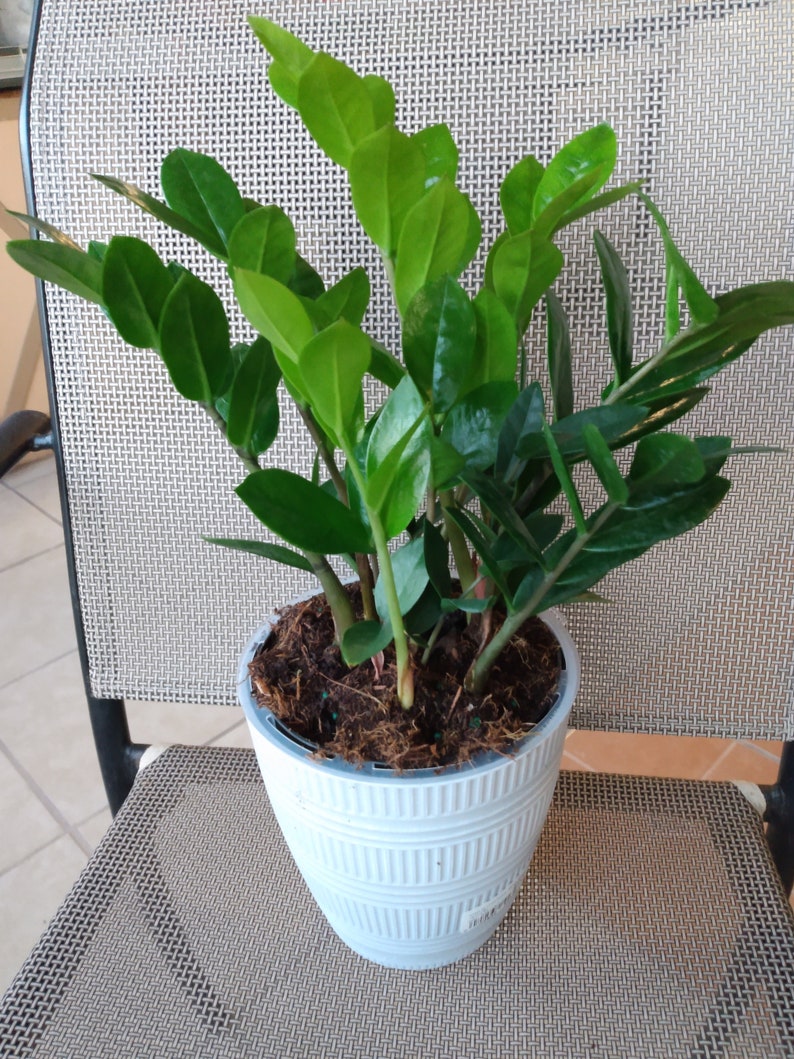 Raven ZZ Plant - Small Rooted Plant + Free Cutting - Zamioculcas zamiifolia, Low Maintenance Indoor Plant