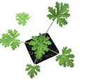 Organic Rose Scented Geranium Plant in 2.5-in Pot - Attar of Roses - Pelargonium graveolens Hort. by Smoke Camp Crafts