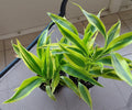 Dracaena Sanderiana Variegata - Small Rooted Plant + Free Cutting - Easy Care Houseplant for Warm Climates - Dracaena sanderiana