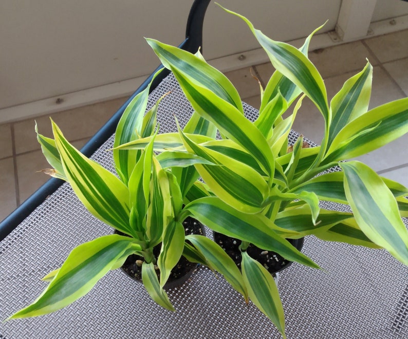 Dracaena Sanderiana Variegata - Small Rooted Plant + Free Cutting - Easy Care Houseplant for Warm Climates - Dracaena sanderiana