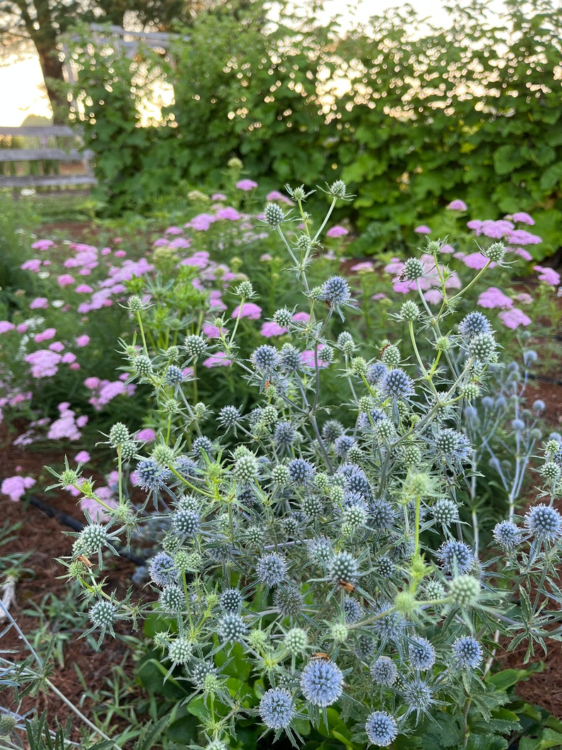 Sea Holly Live Plant 3.5" Pot - Eryngium planum 'Blaukappe' - Blue Cap Sea Holly for Garden, Full Sun, Zones 5-9