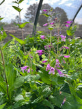 Small's Beardtongue Live Plant 4" Pot - Penstemon smallii - Full Sun to Part Shade - Native to North America