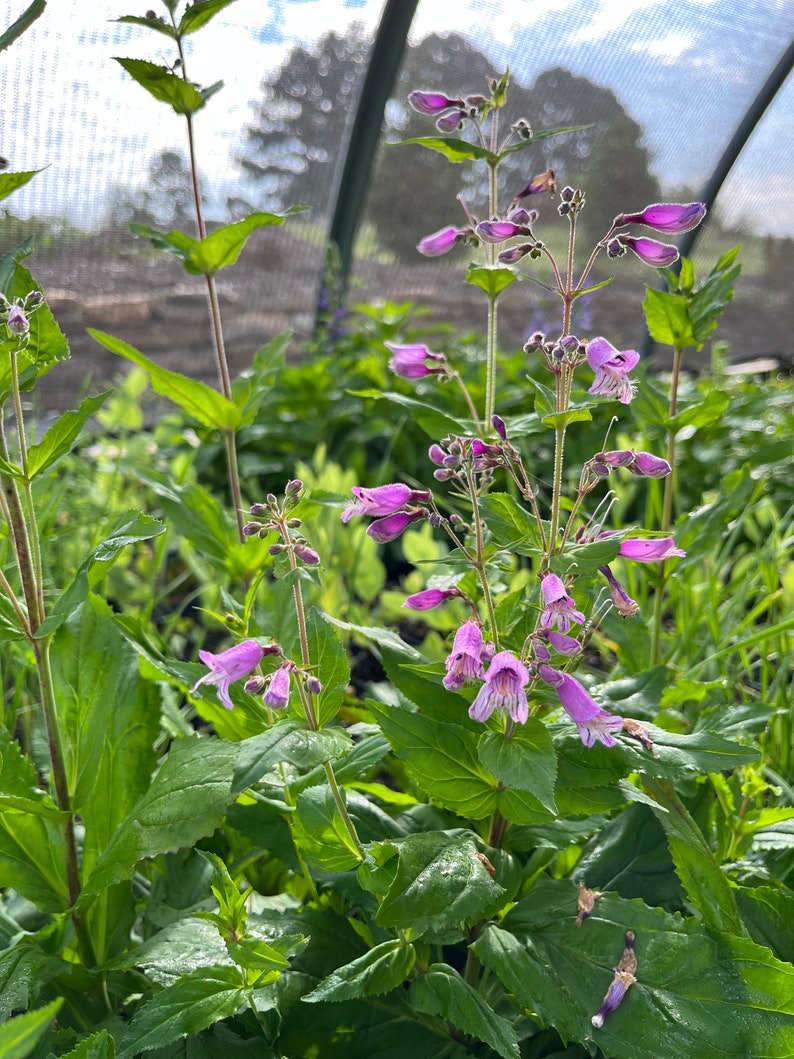 Small's Beardtongue Live Plant 4" Pot - Penstemon smallii - Full Sun to Part Shade - Native to North America