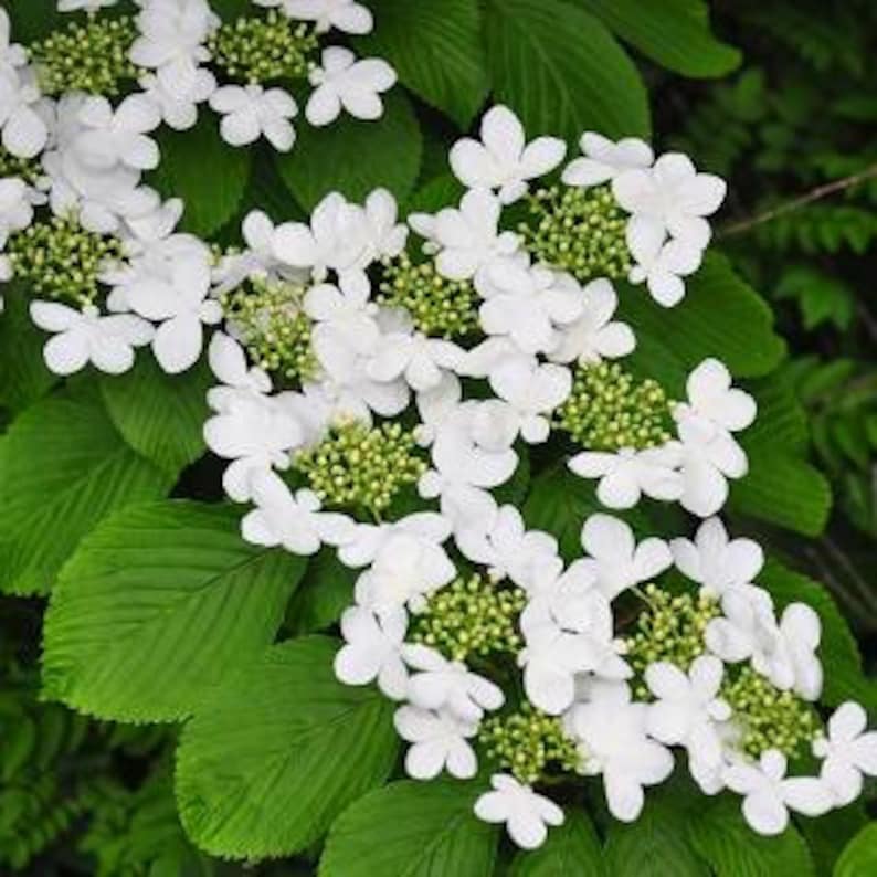 Japanese Snowball Plant 3" Container - White Blooms, Viburnum Plicatum - Hardy Shrub for Zones 5-8, Ideal for Gardens
