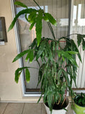 Queen of the Night Cutting - 1 Rooted Epiphyllum Oxypetalum with 1 Free Cutting - Bare Root Plant Ready for Easy Growing
