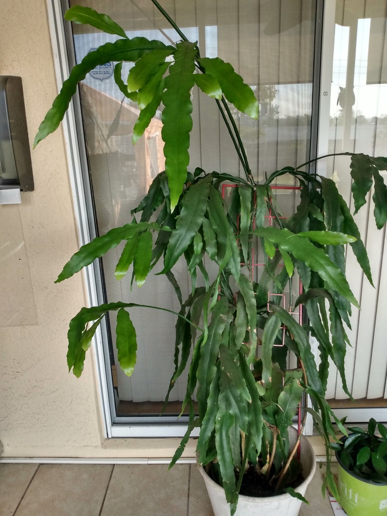 Queen of the Night Cutting - 1 Rooted Epiphyllum Oxypetalum with 1 Free Cutting - Bare Root Plant Ready for Easy Growing