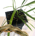 Organic Sweetgrass Plant in 2.5-Inch Pot, Hierochloe odorata, Live Herbal Plant by Smoke Camp Crafts