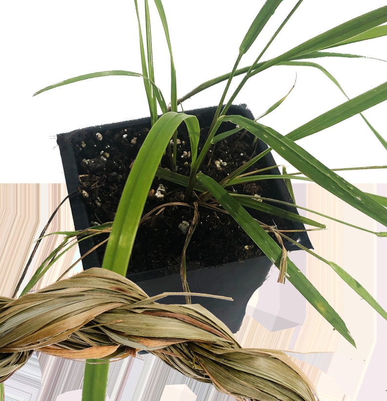 Organic Sweetgrass Plant in 2.5-Inch Pot, Hierochloe odorata, Live Herbal Plant by Smoke Camp Crafts