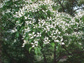 Kousa Dogwood Plants - 4" Container - 2 Pack - Cornus kousa - Ideal for Zones 5-8, Full Sun to Partial Shade