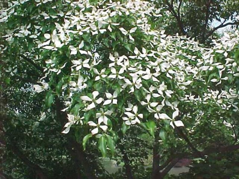 Kousa Dogwood Plants - 4" Container - 2 Pack - Cornus kousa - Ideal for Zones 5-8, Full Sun to Partial Shade