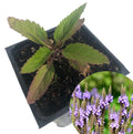 Organic Blue Vervain Plant in 2.5-Inch Pot | Verbena hastata | Live Herb for Garden or Home by Smoke Camp Crafts