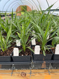 Rattlesnake Master Live Plant 4" Pot Eryngium yuccifolium Native North America Full Sun Zones 3-8