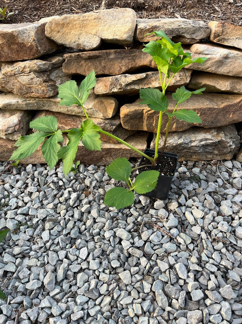 Garden Angelica Live Plant 4" Pot - Norwegian Angelica, Angelica archangelica, Full Sun to Part Shade, Zones 4-7