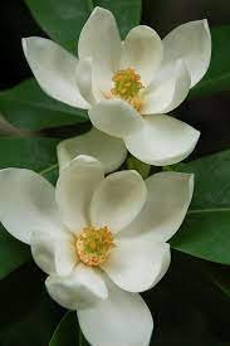 Sweetbay Magnolia Quart Pot - Creamy White Flowers - Magnolia virginiana - USDA Zone 5-9 - Bare Root Shipping Mid Oct to May
