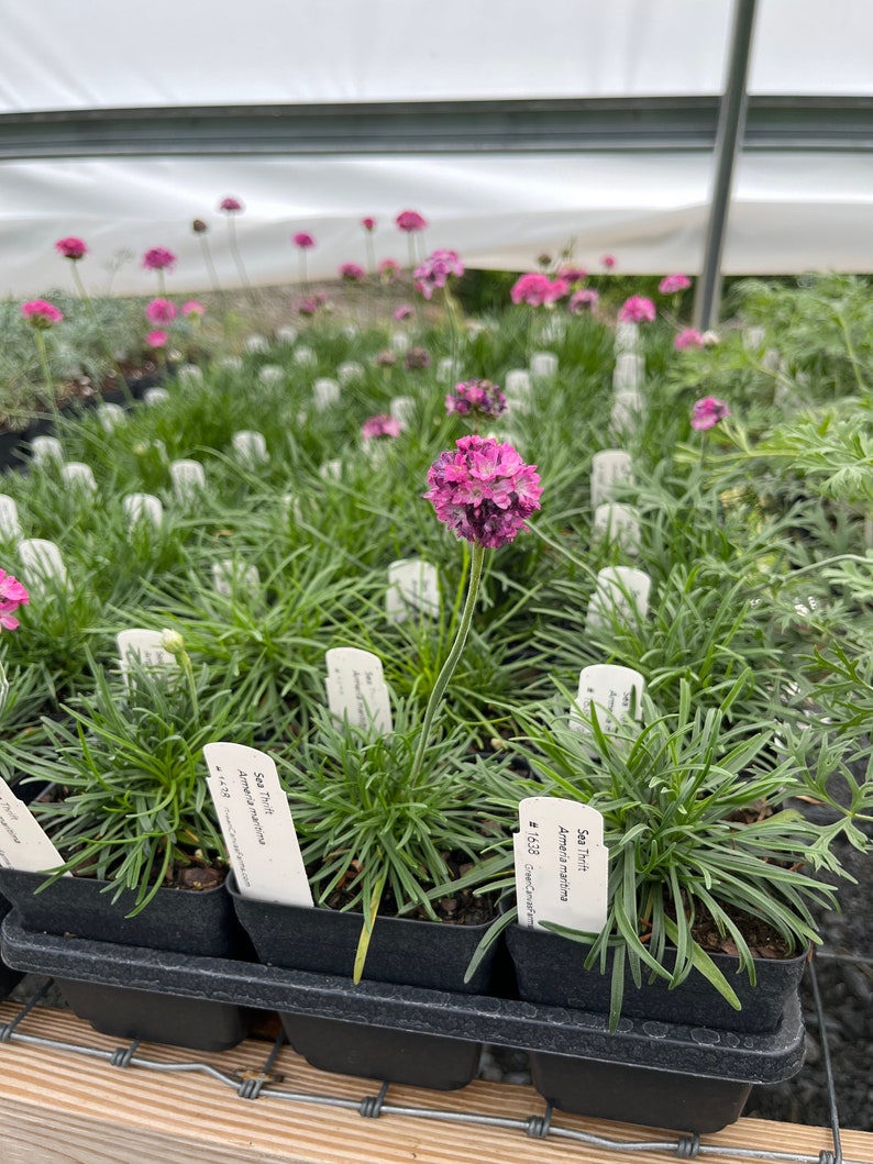 Sea Thrift Live Plant 3.5" Pot - Splendens - Armeria maritima - Full Sun Perennial for Zones 4-8 - Coastal Garden Favorite