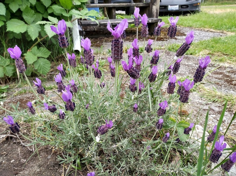 Lavender Cuttings - 5 Live Organic Clippings for Propagation, Lavandula Stoechas, Fragrant Herb Perennial
