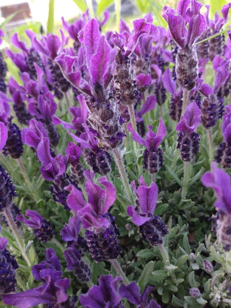 5 Organic Lavender Cuttings - Propagation Clippings (Lavandula angustifolia) for Culinary & Medicinal Use