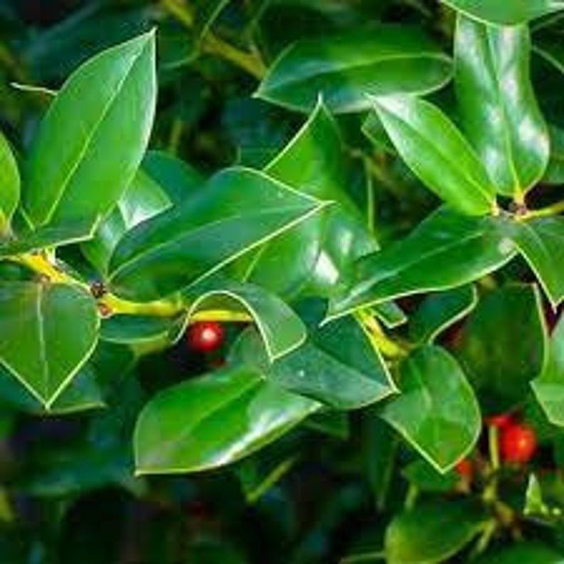 Needlepoint Holly Quart Pot - Ilex cornuta - Fast Growing Dense Shrub for Privacy Fences & Hedges - USDA Zone 6-9