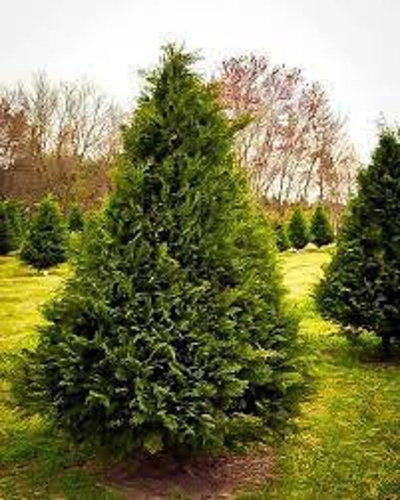 Murray Cypress Plant 2.5" Pot | Fast Growing Evergreen | Cupressus x leylandii | Disease Resistant | USDA Zone 6-10