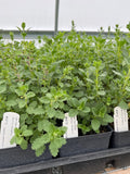 Wall Germander Live Plant 4" Pot - Teucrium chamaedrys - Full Sun Perennial for Zones 5-9 - European Native Herb