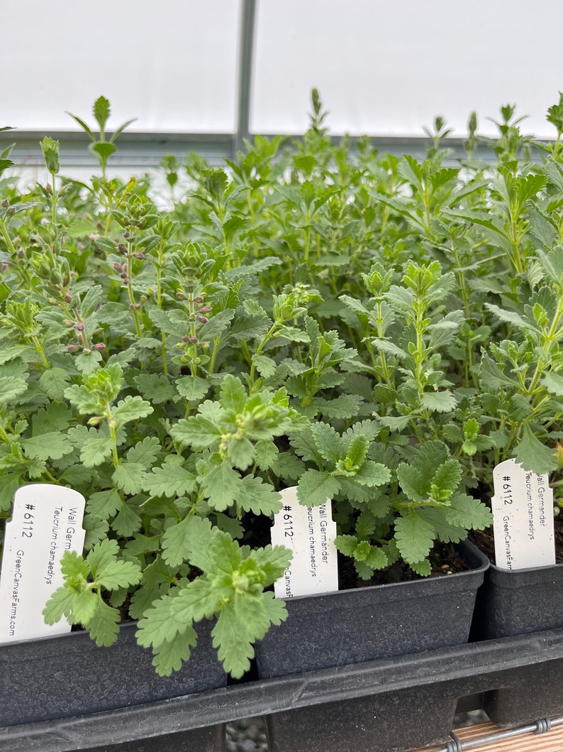Wall Germander Live Plant 4" Pot - Teucrium chamaedrys - Full Sun Perennial for Zones 5-9 - European Native Herb