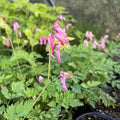 Fringed Bleeding Heart Live Plant 3.5" Pot - Dicentra eximia - Shade Perennial for Zones 3-9 - Eastern North America Native