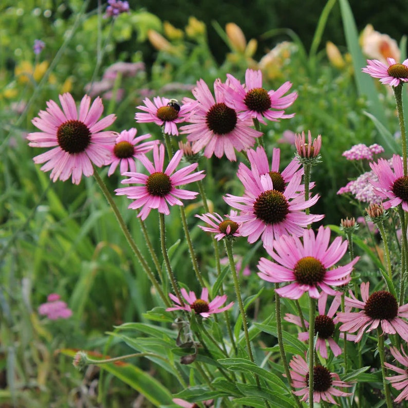 Tennessee Coneflower 'Rocky Top' Live Plant 3.5" Pot Echinacea tennesseensis Native to North America